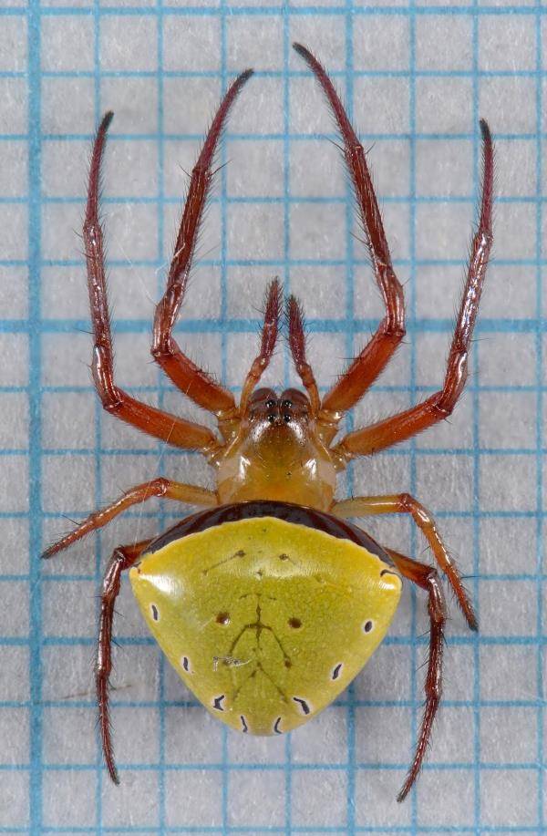 Хрестовик Araneus viridiventris фото