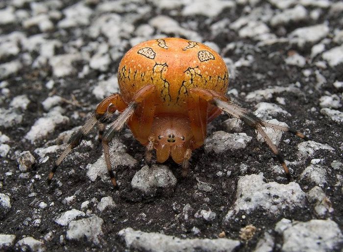 Хрестовик Araneus marmoreus фото