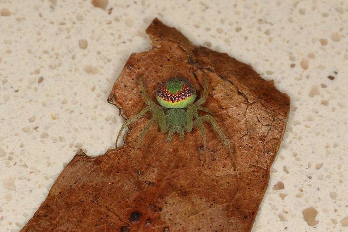 Хрестовик Araneus circulissparsus