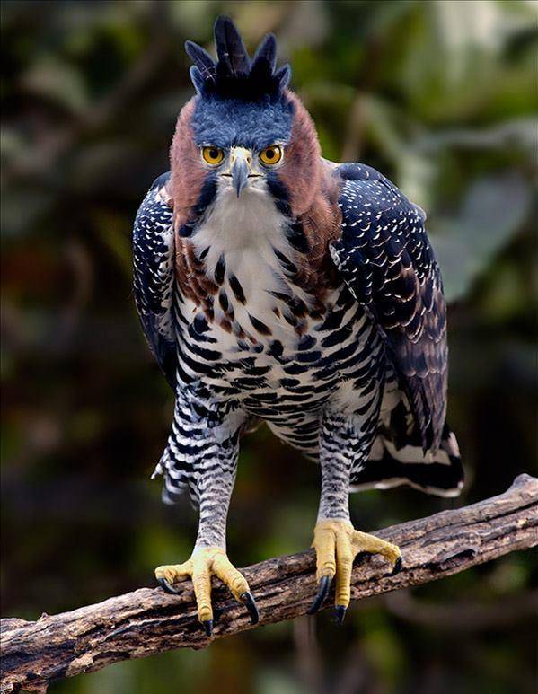 Африканський чубатий орел Spizaetus Coronatus