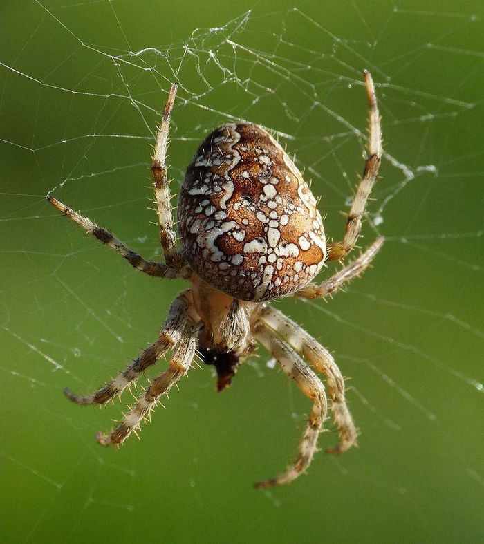 Павук-хрестовик фото (лат. Araneus diadematus)