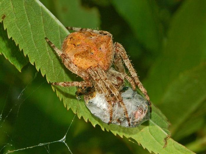 Незграбний хрестовик фото (лат. Araneus angulatus)