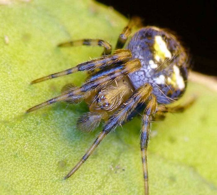 Павук-хрестовик Araneus albotriangulus фото