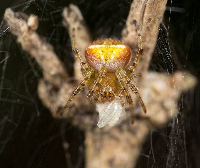 Хрестовик Araneus albotriangulus фото