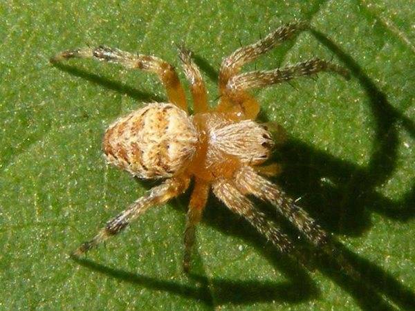 Хрестовик Araneus cavaticus фото