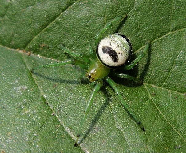 Павук-хрестовик Araneus mitificus фото