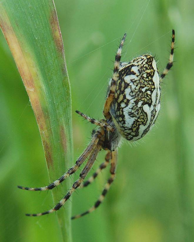 Дубовий павук-хрестовик (лат. Araneus ceropegius, Aculepeira ceropegia) фото