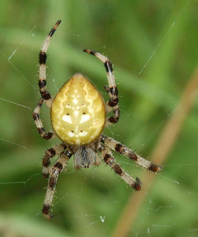 Хрестовик чотирьохплямистий (хрестовик луговий) фото (лат. Araneus quadratus)