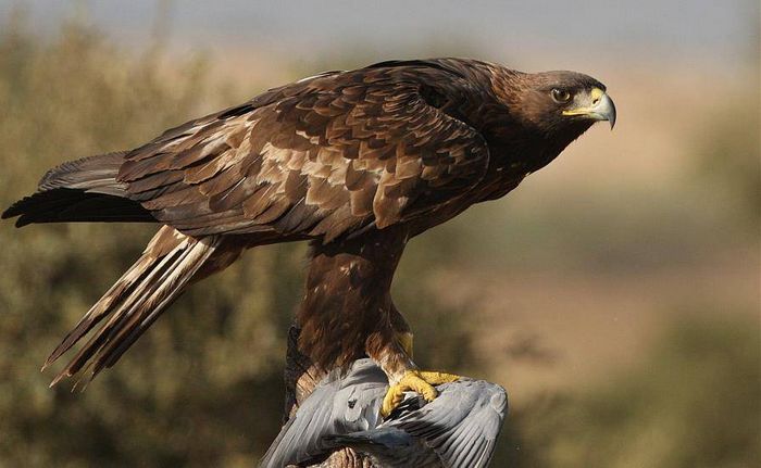 Беркут Aquila chrysaetos