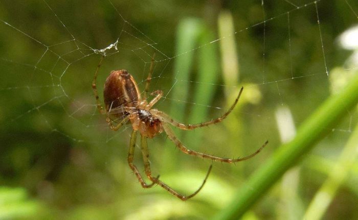 Павук-хрестовик Araneus sturmi фото