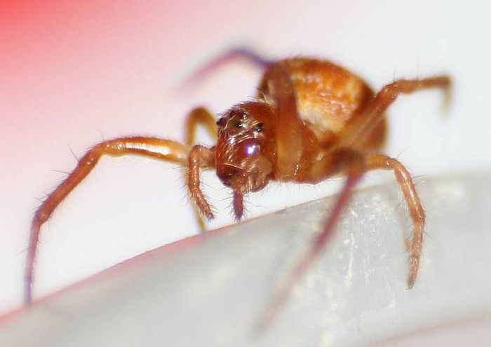 Хрестовик Araneus sturmi фото