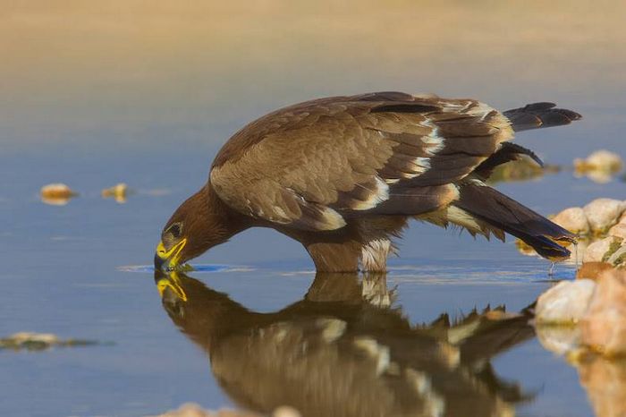 Степовий орел Aquila nipalensis