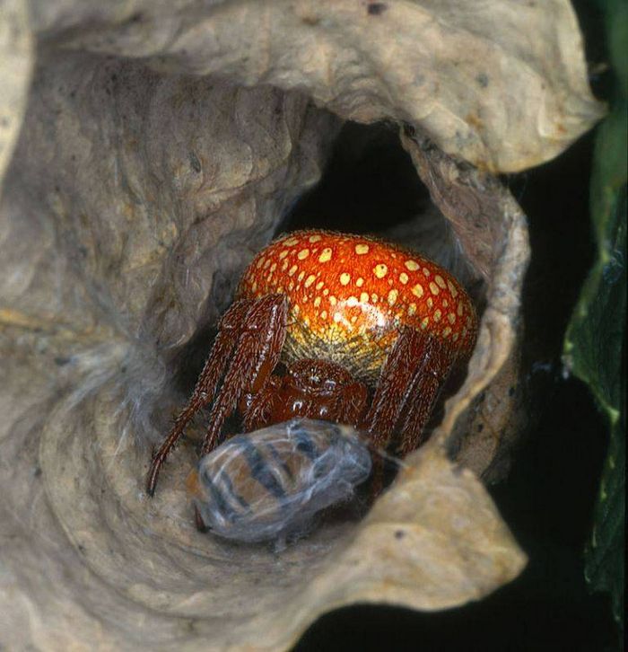 Хрестовик мерзлякуватий (лат. Araneus alsine) фото