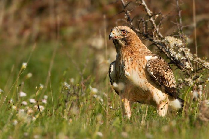 Орел-карлик Aquila pennata