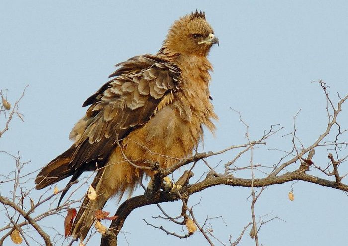 Сріблястий орел Aquila wahlbergi