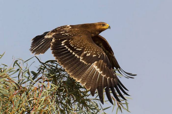 Малий підорлик Aquila pomarina