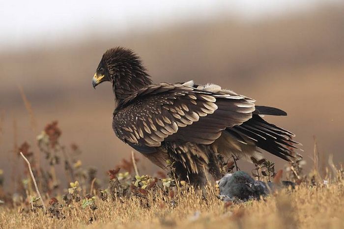 Великий підорлик Aquila clanga