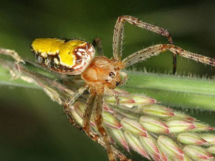 Хрестовик Araneus bradleyi фото