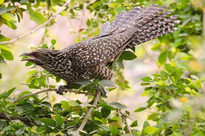 Коельо самка фото (лат. Eudynamys scolopaceus)