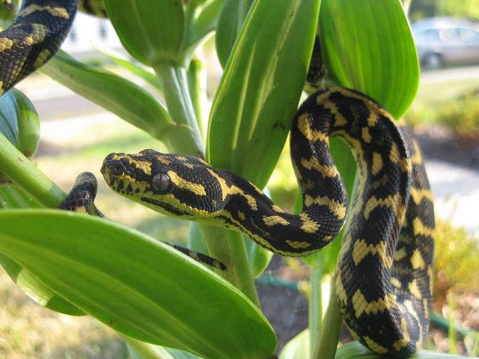 Килимовий пітон (килимова змія, ромбічний пітон) фото (лат. Morelia spilota cheynei)