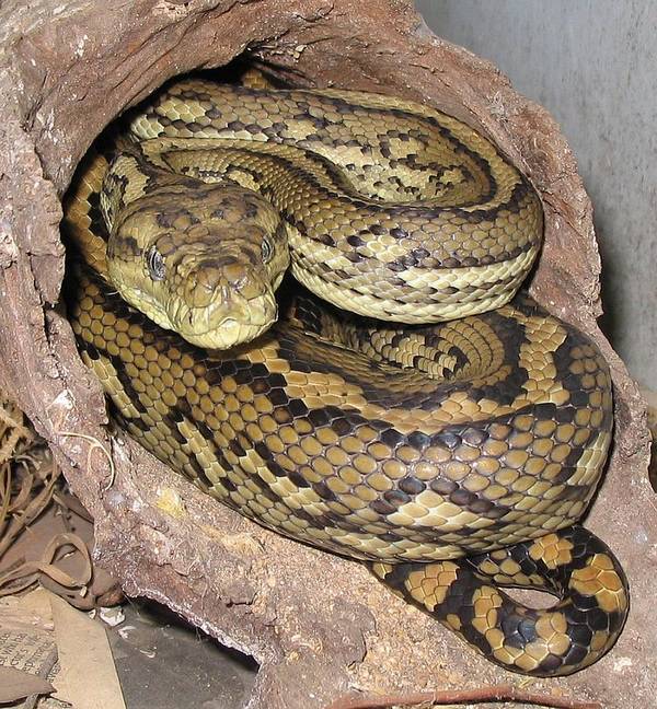 Килимовий пітон фото (лат. Morelia spilota mcdowelli)