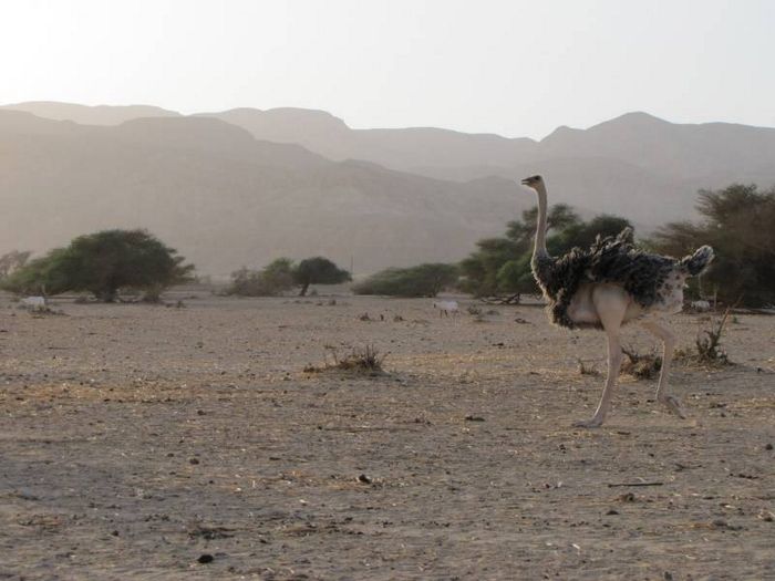 Звичайний страус самка фото (лат. Struthio camelus camelus)