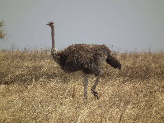 Масайскіе страус самка фото (лат. Struthio camelus massaicus)