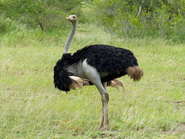 Південний страус самець фото (лат. Struthio camelus australis)