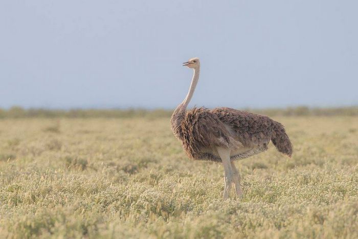 Південний страус самка фото (лат. Struthio camelus australis)