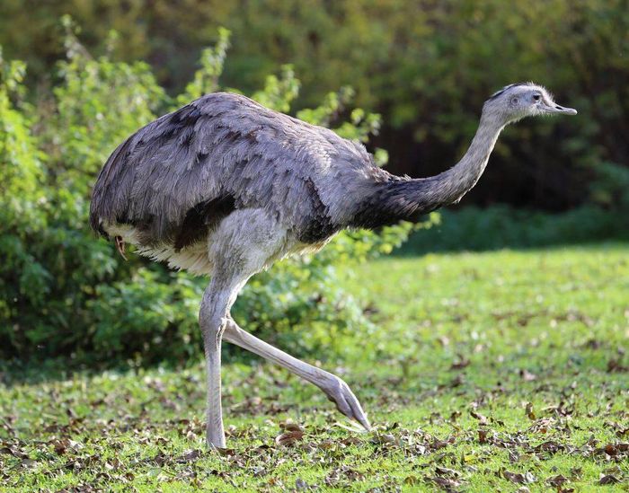 Великий нанду (звичайний нанду, північний нанду) фото (лат. Rhea americana)