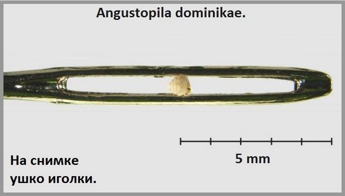 Найменша равлик в світі фото