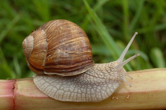 Виноградний слимак Helix pomatia фото