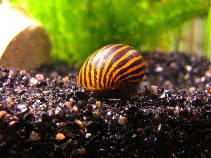 Равлик-зебра або тигрова равлик Neritina natalensis (анг. Tiger snail, zebra snail)