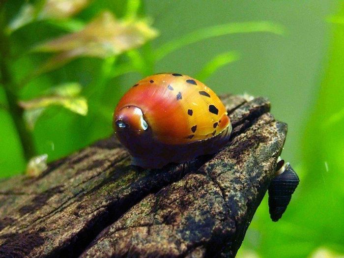 Нерітіна красноточечная або плямиста (анг. Tracked nerite snail)