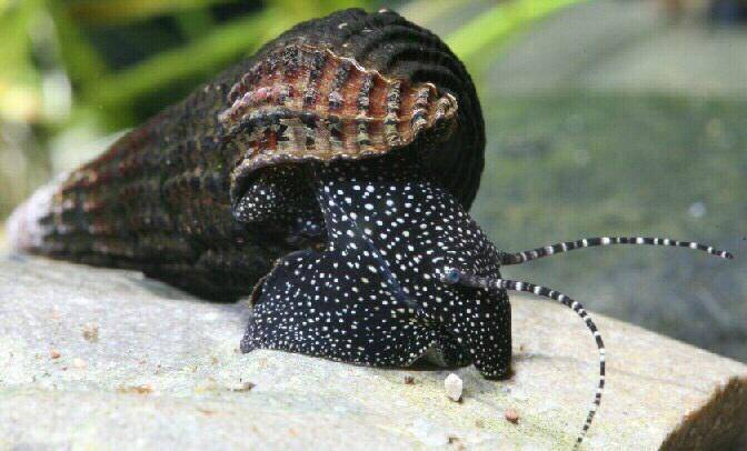 Тіломеланія Tylomelania patriarchalis