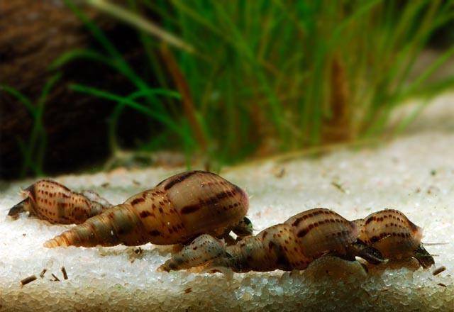 Піщана Меланія Melanoides tuberculata