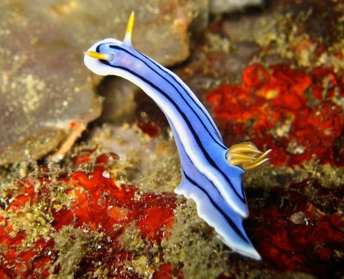 Морська равлик Chromodoris lochi