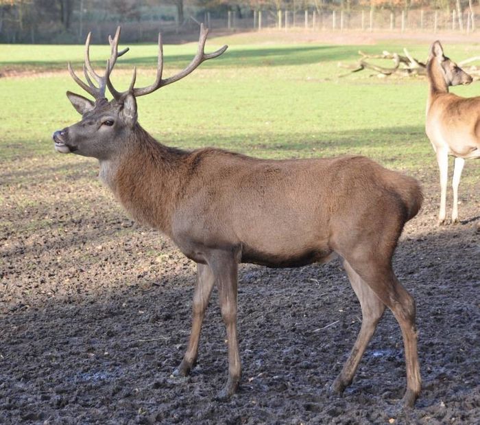 Благородний олень (лат. Cervus elaphus)