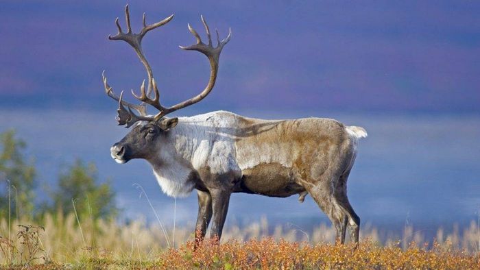 Північний олень або карибу (лат. Rangifer tarandus)