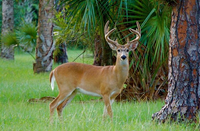 Белохвостий (віргінський) олень (лат. Odocoileus virginianus)