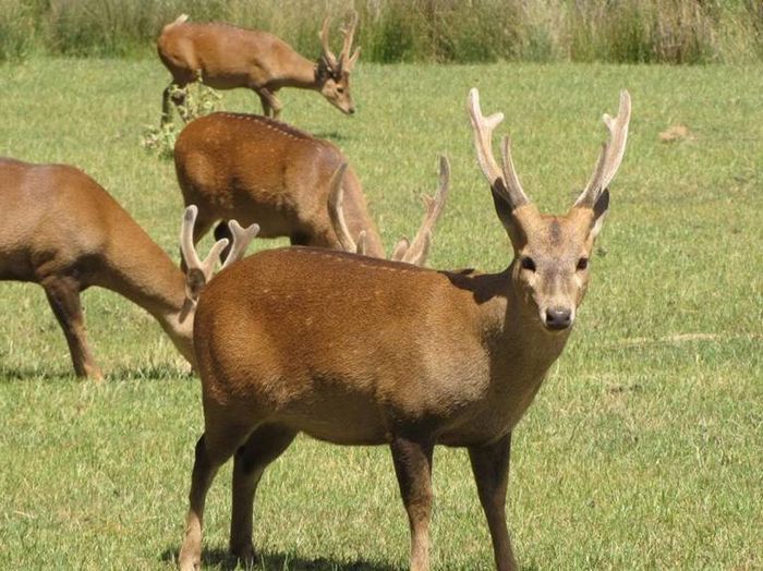 Свинячий олень (лат. Axis porcinus)