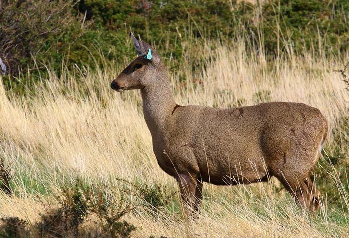 Гемал патагонський (лат. Hippocamelus bisulcus)