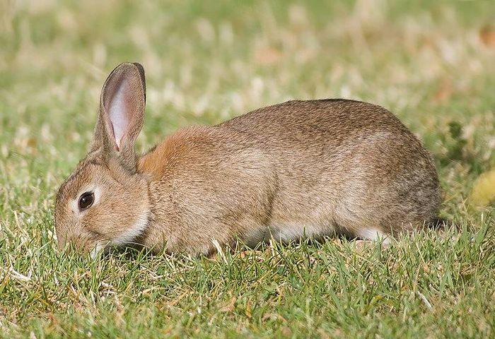 Дикий кролик (європейський кролик) фото (лат. Oryctolagus cuniculus)