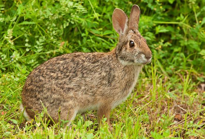 Водяний кролик фото (лат. Sylvilagus aquaticus)