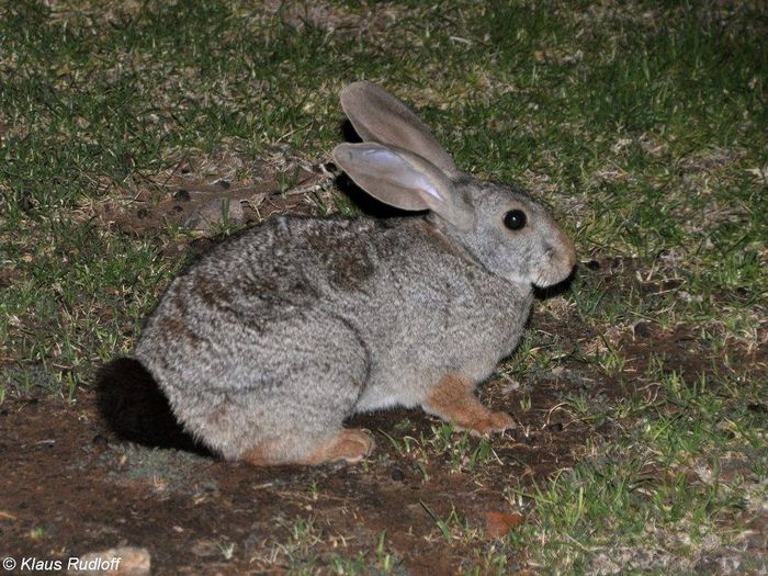 Рудий кролик фото (лат. Pronolagus randensis)