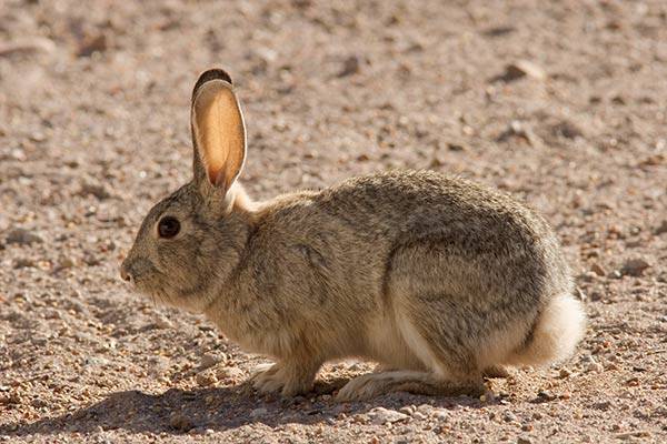 Кролик Нуттала фото (лат. Sylvilagus nuttallii)