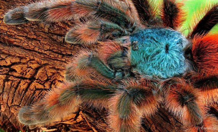 Як виглядає павук птицеед фото (вид Avicularia versicolor)