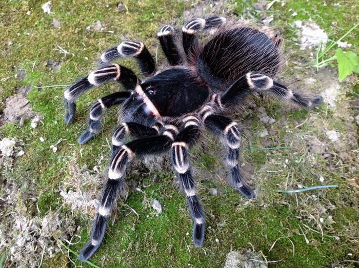 Бразильський чорно-білий павук-птахоїд фото (лат. Acanthoscurria brocklehursti)