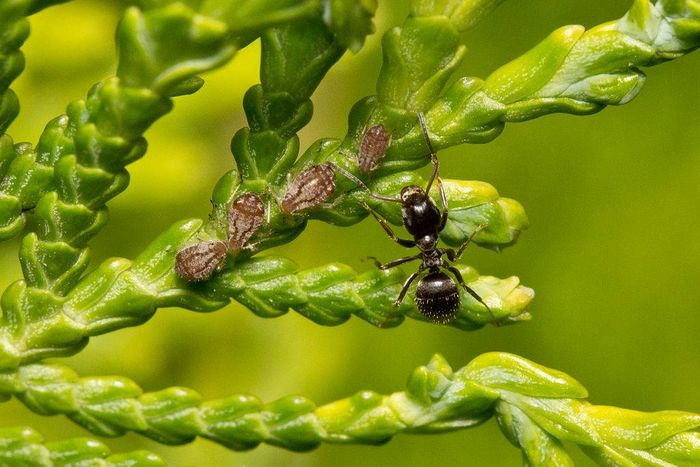 Чорний мураха (лат. Lasius niger)