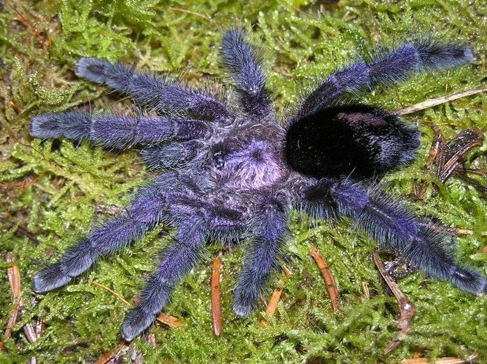 Павук-птахоїд Avicularia purpurea фото